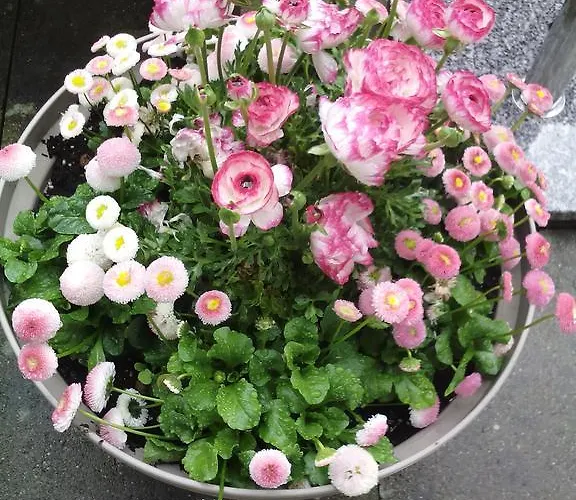 Apartman Tuebingen-lustnau Tübingen